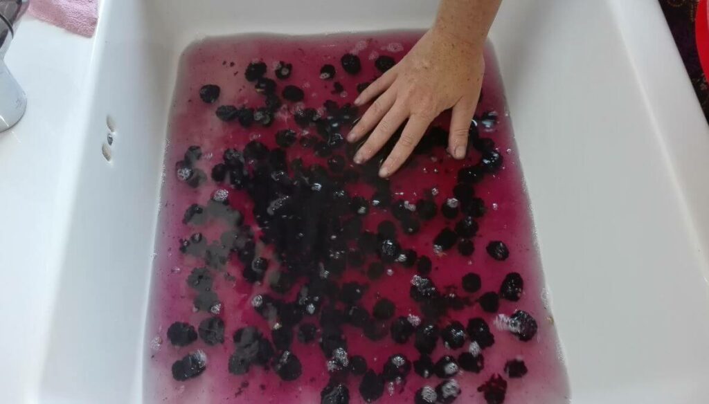 brombeeren waschen