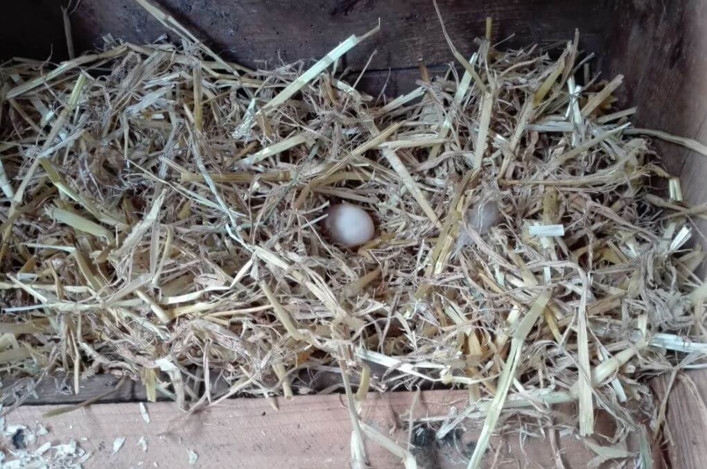 das erste ei im nest