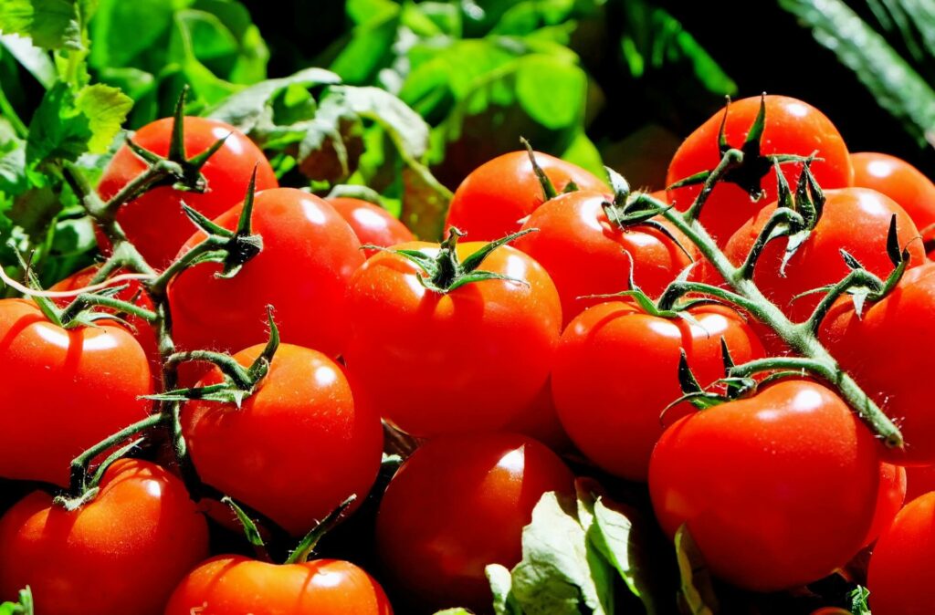 tomate anbauen