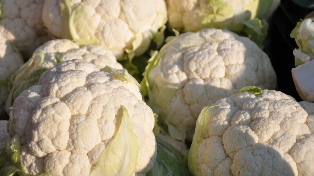 blumenkohl ernte titelbild
