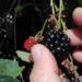 brombeerenmarmelade