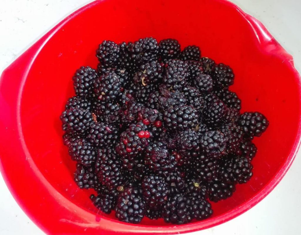 brombeerenausbaeute 1 kg