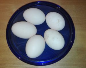 Read more about the article Wie viele Eier legen Seidenhühner?